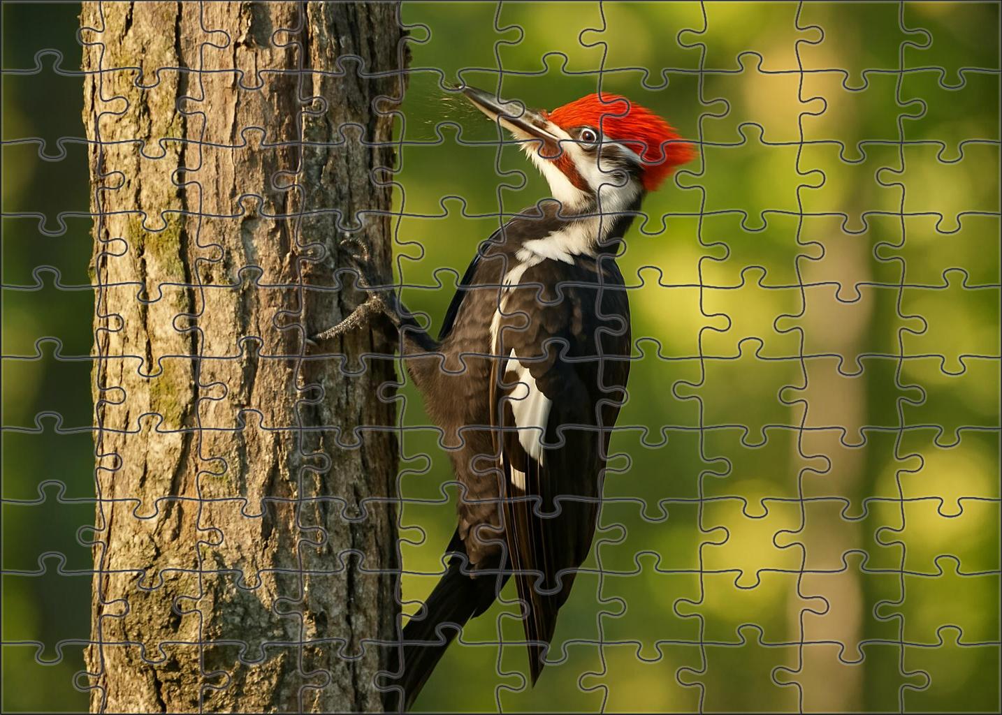Red-headed Woodpecker Vibrant Forest Engineer Challenging Puzzles