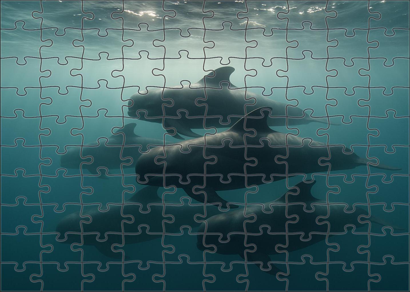 Slateback Pilot Whale Sleek Social Marine Mammal With Distinctive Dorsal Marking Puzzle Fun