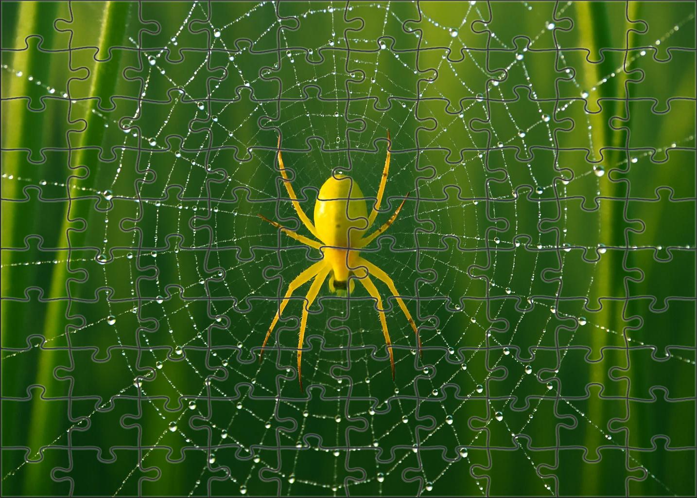 Golden Orb Weaver Intricate Web Builder With Brilliant Yellow Body Puzzle Fun