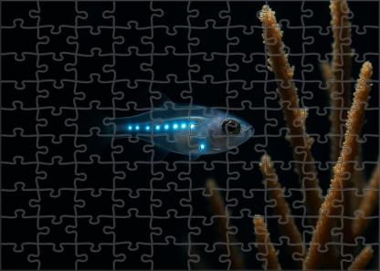 Moonveil Glimmerfish Small Deep Water Fish With Translucent Body And Bioluminescent Patterns 100 Piece Puzzle