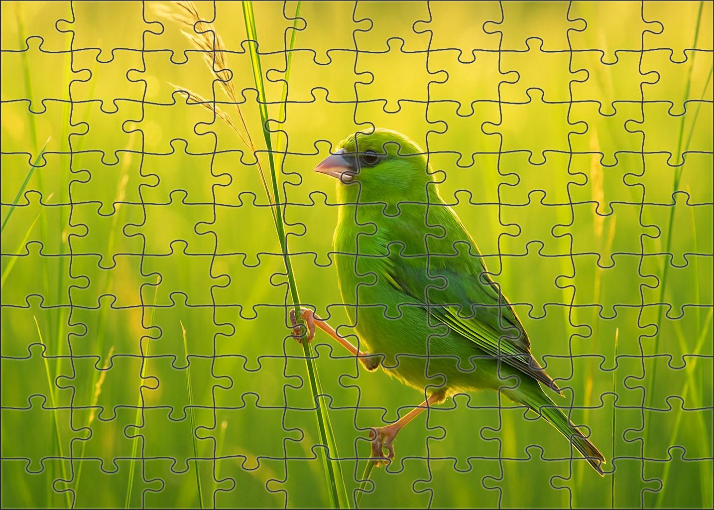 Emerald Finch Tiny Gem Of The Grasslands Puzzle Fun