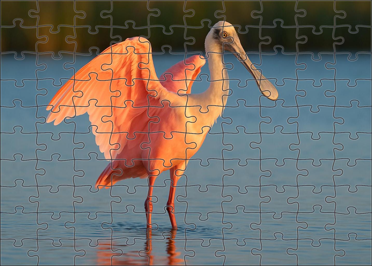 Roseate Spoonbill Graceful Marshland Pink Challenging Puzzles