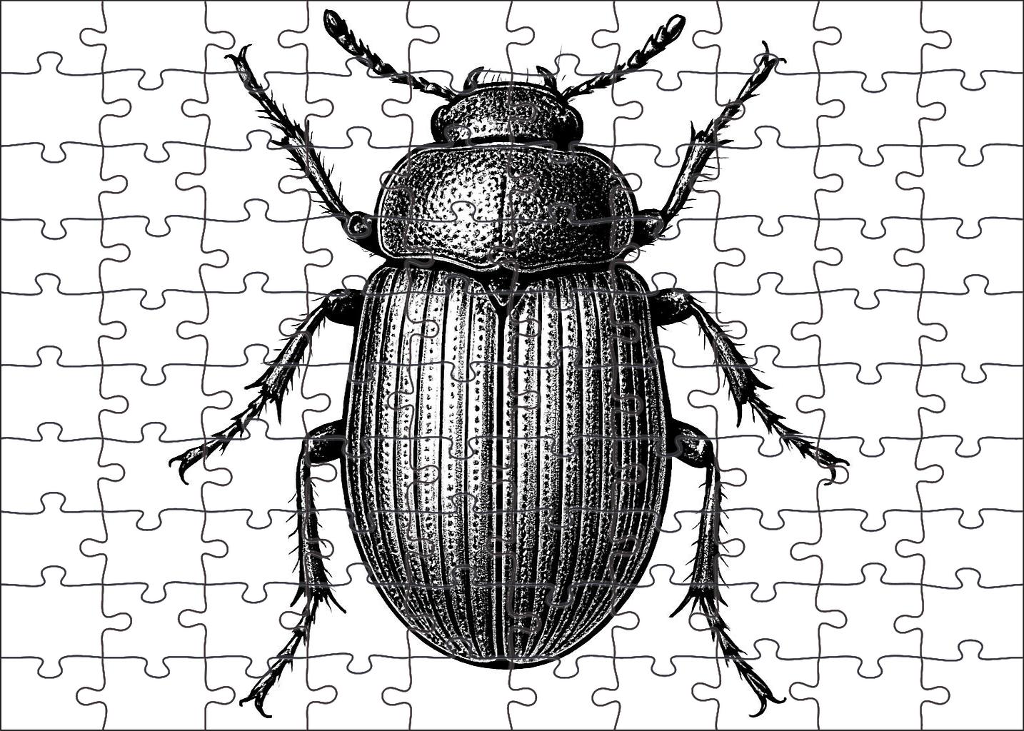 Whimsical Insect Anatomy Detailed Pen And Ink Drawing Of Beetle Structure 1000 Piece Puzzle