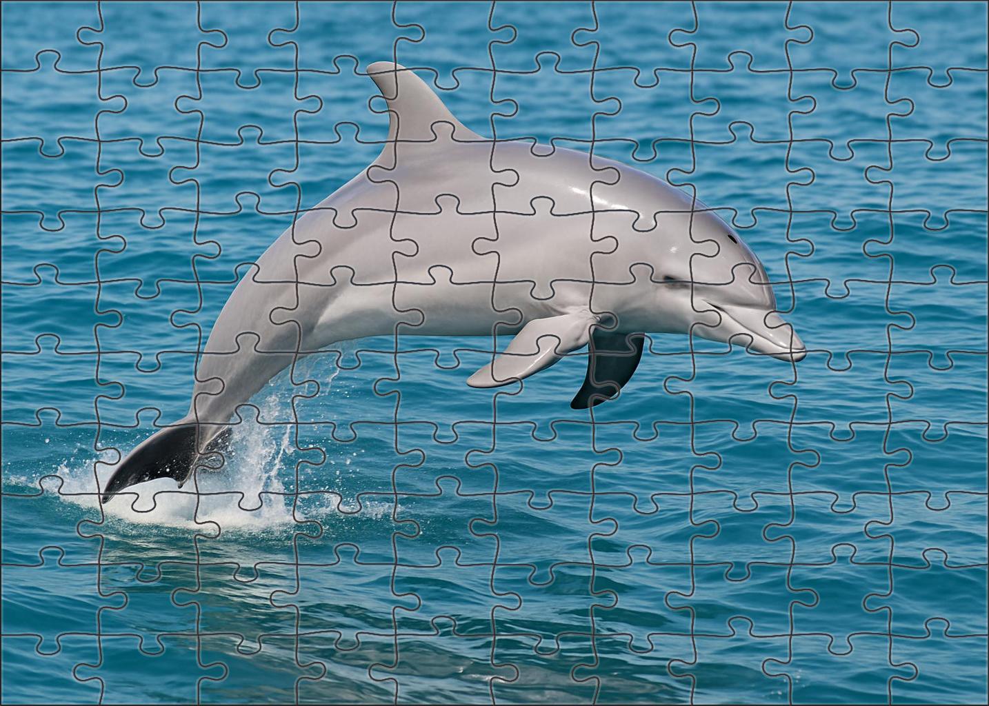 Silkfin Dolphin Agile Marine Mammal With Streamlined Body And Graceful Leaps Puzzle Collection