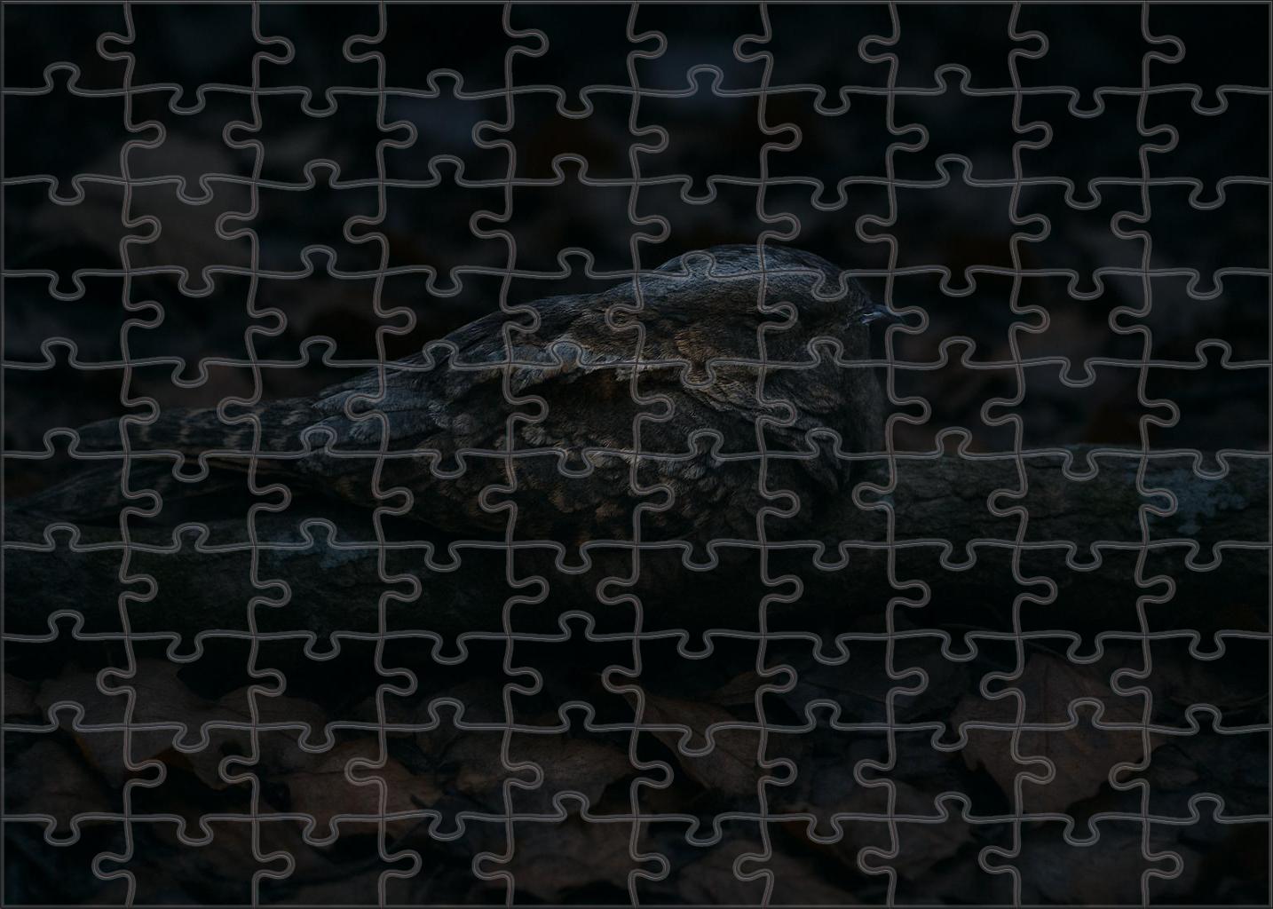 Ivory-billed Nightjar Master Of Twilight Camouflage Puzzle Fun