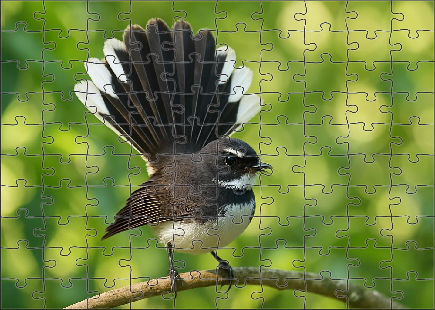 Pied Fantail Agile Performer Of The Forest Challenging Puzzles