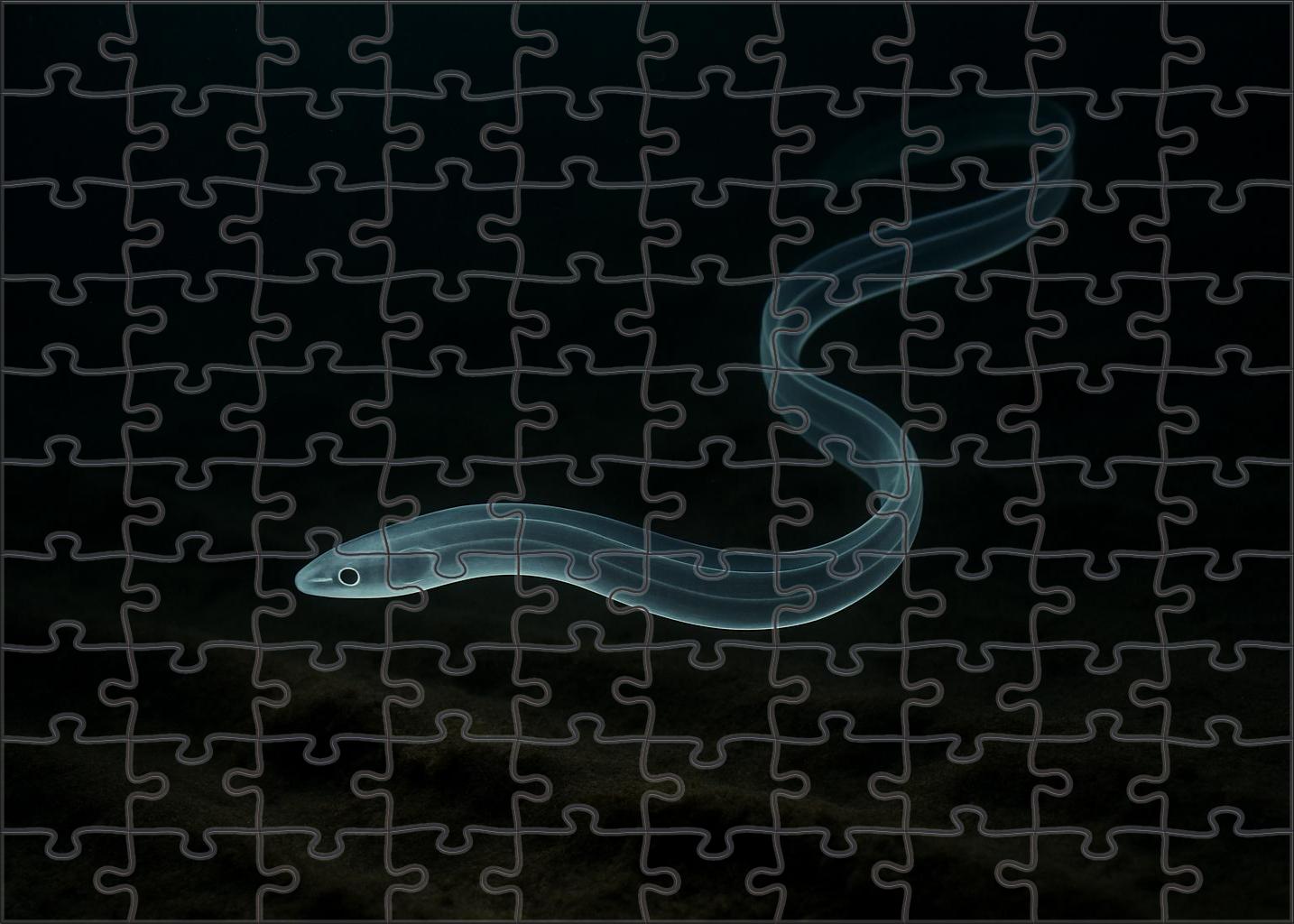 Midnight Glass Eel Elusive Juvenile Drifter Challenging Puzzles
