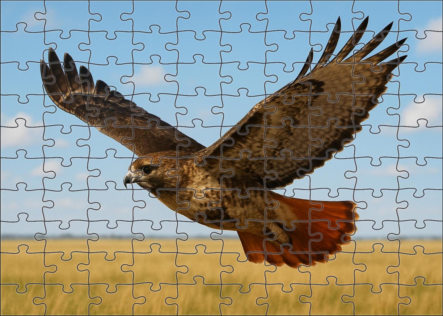 Red-tailed Hawk Soaring Raptor Large Format Puzzle