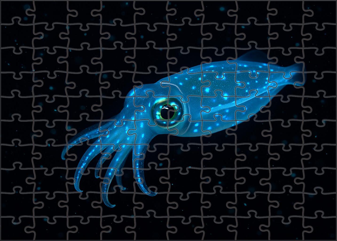 Glowing Phantom Squid Translucent Deep-sea Enigma Challenging Puzzles