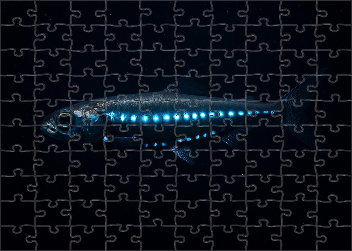 Celestial Lanternfish Deep Water Dweller With Bioluminescent Photophores Easy Puzzles