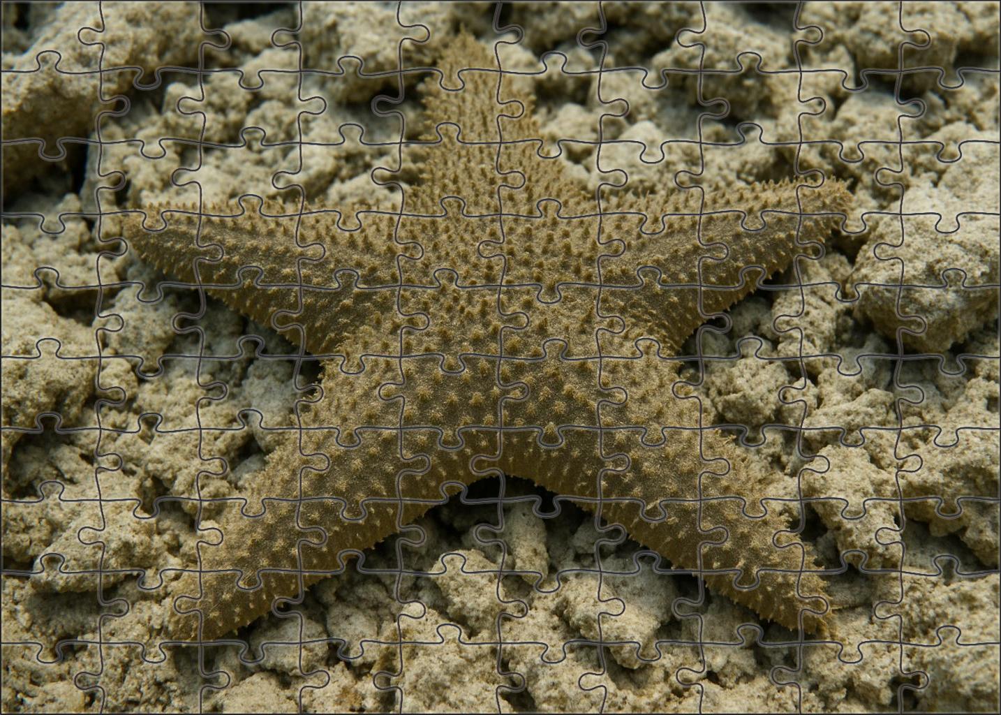Coral Spine Starfish Radial-eyed Echinoderm With Thorny Texture Puzzle Collection