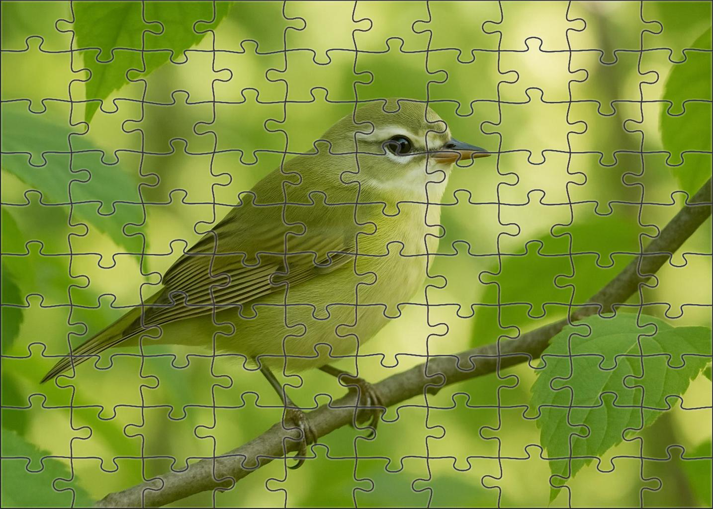 Silver-whiskered Vireo Forests Gentle Songster Challenging Puzzles