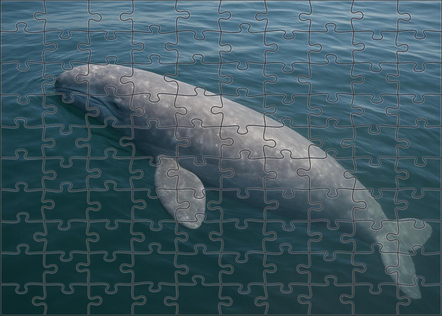 Dusky Fin Whale Calf Gentle Giant In Early Growth Family Puzzles