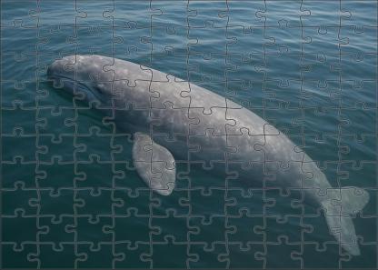 Dusky Fin Whale Calf Gentle Giant In Early Growth Family Puzzles