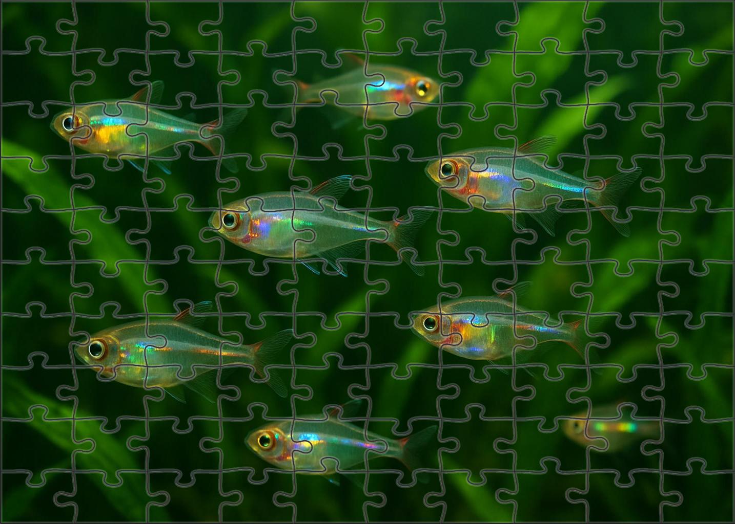 Iridescent Glassfish Transparent Body With Flickering Rainbow Highlights 200 Piece Puzzle