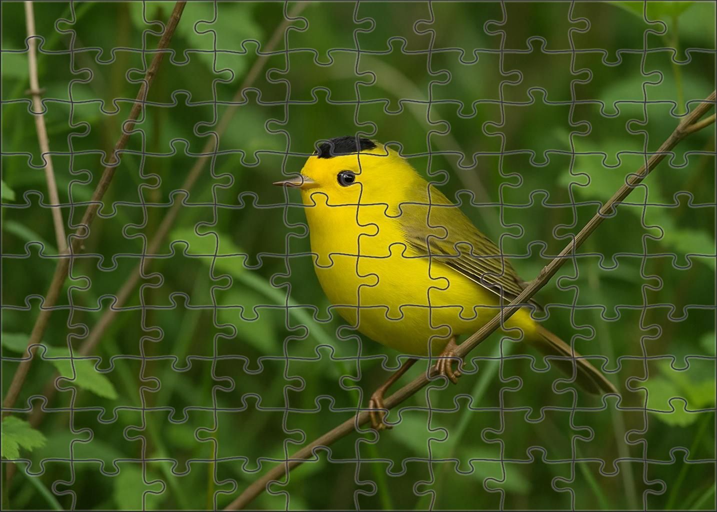 Wilsons Warbler Golden Flash Of The Underbrush Puzzle Challenge
