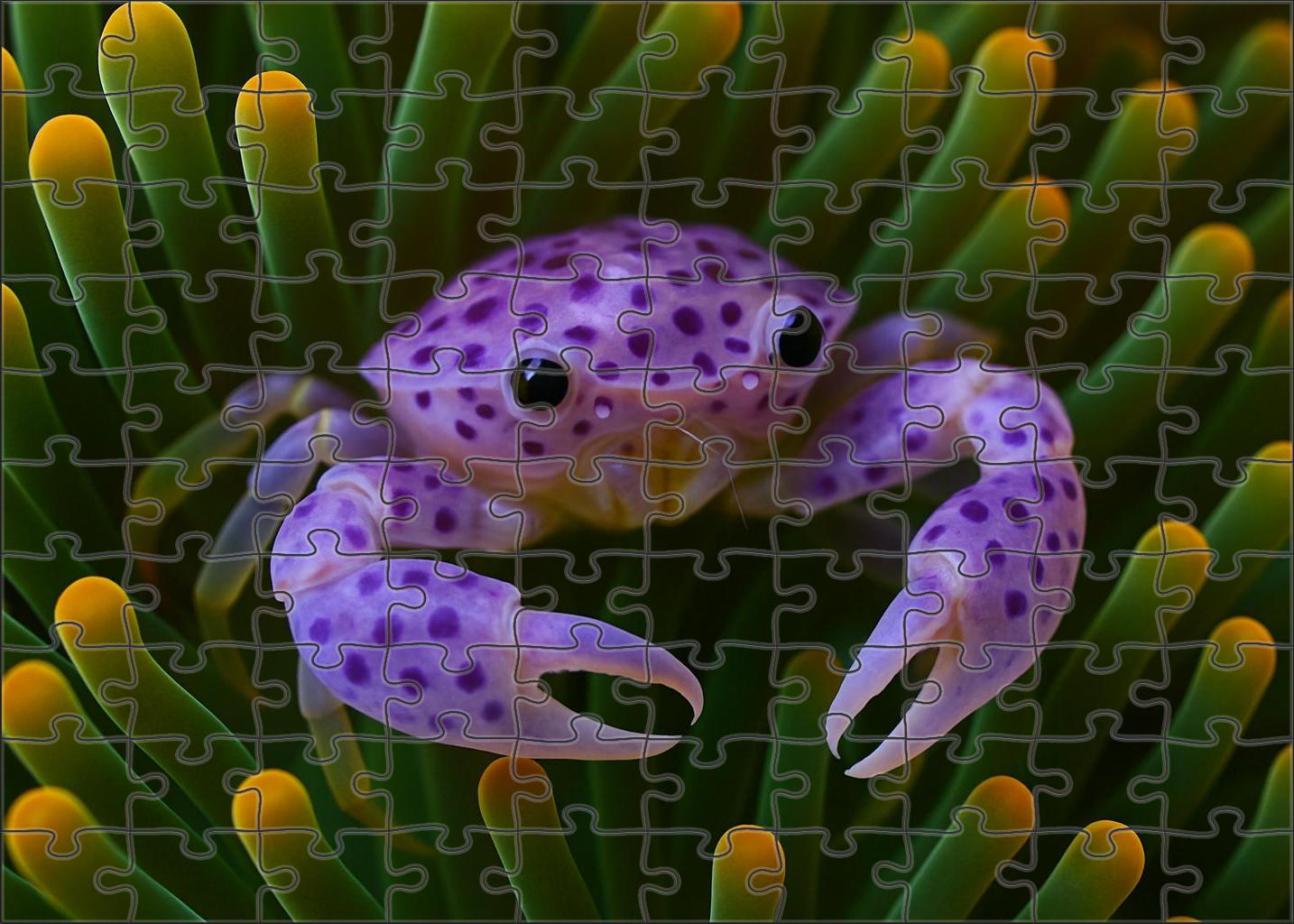 Violet Spotted Anemone Crab Camouflaged Symbiont With Delicate Claws Mini Puzzle