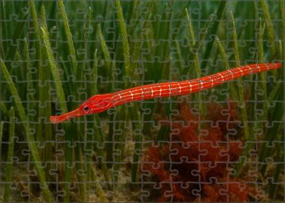 Crimson Pipefish Slender Ambush Predator With Bright Coloring Mini Puzzle