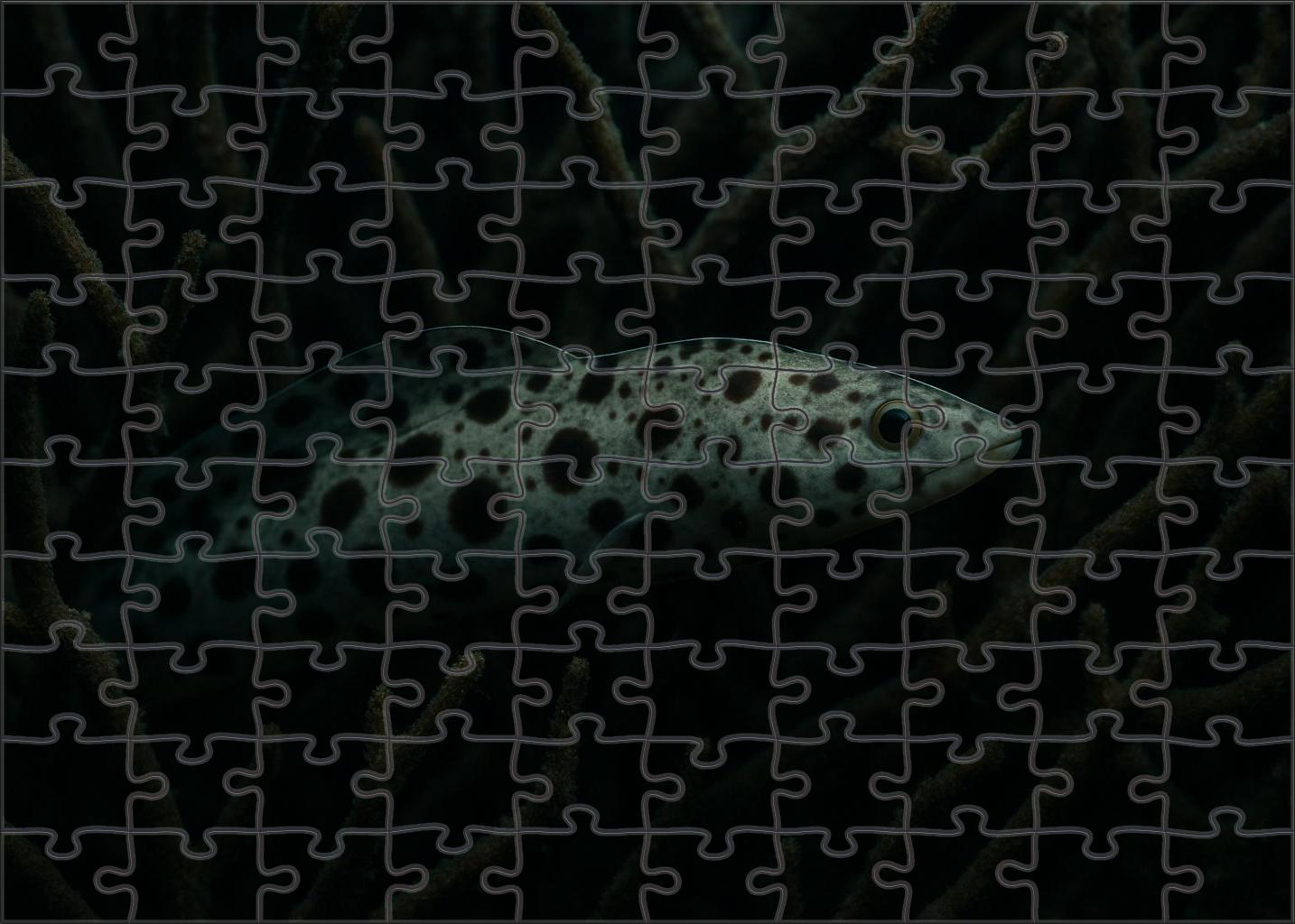 Spotted Reef Pipefish Elongated Camouflage Specialist Easy Puzzles