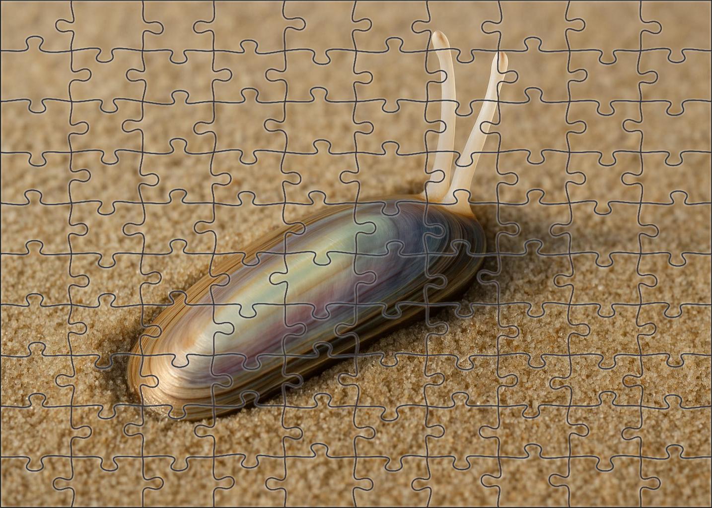 Celestial Razorclam Bivalve With Iridescent Shell And Rapid Burrowing 200 Piece Puzzle