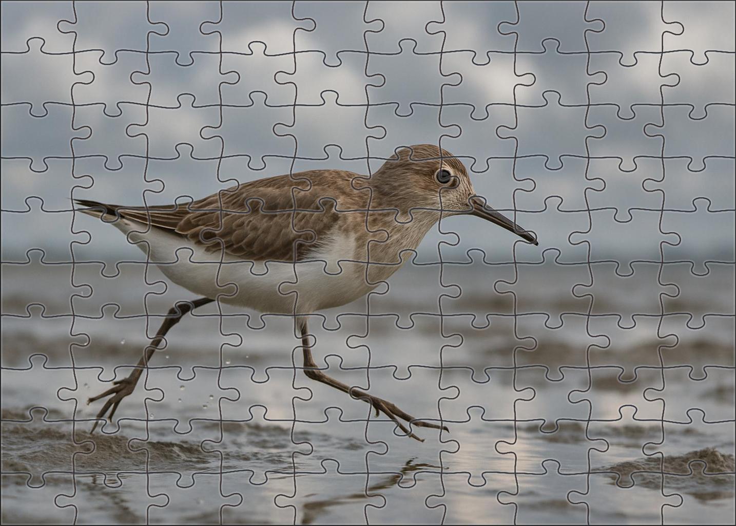White-rumped Sandpiper Agile Shoreline Specialist Puzzle Fun