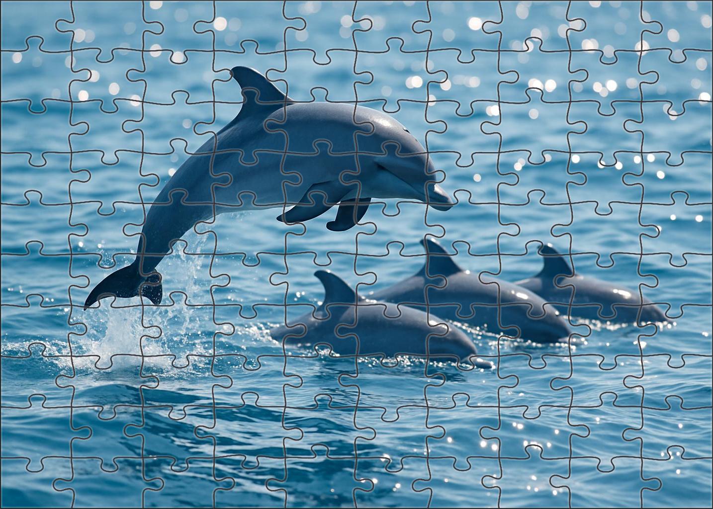 Azure Dwarf Dolphin Agile Surface Pod Member Easy Puzzles