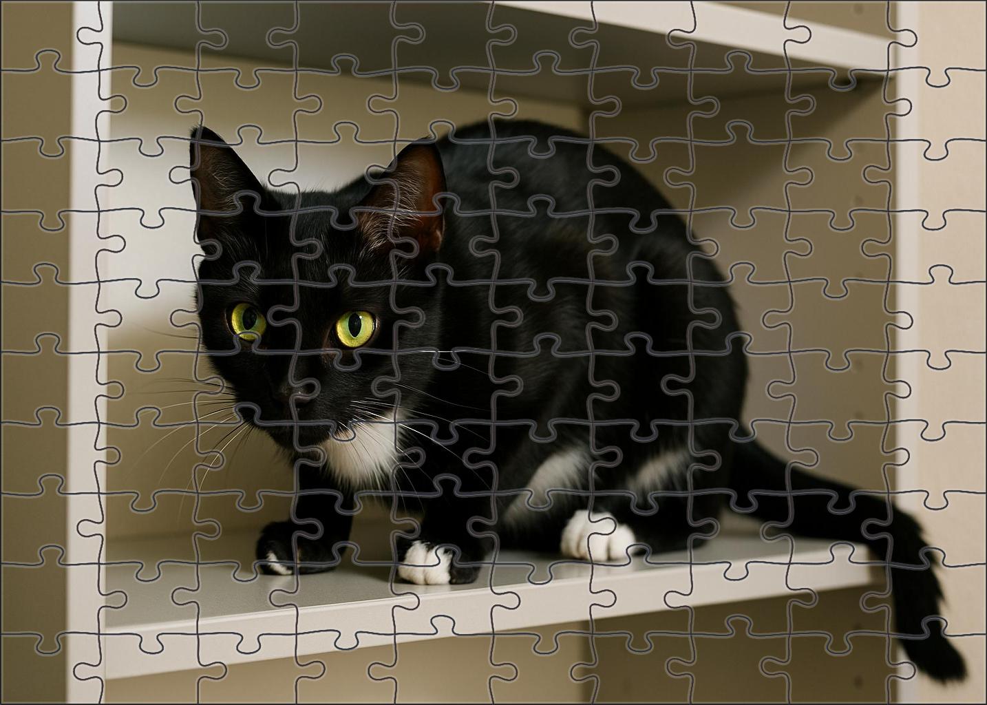 Onyx Star Sleek Black Spotted Shorthair With Spirited Nature Unique Puzzle Design