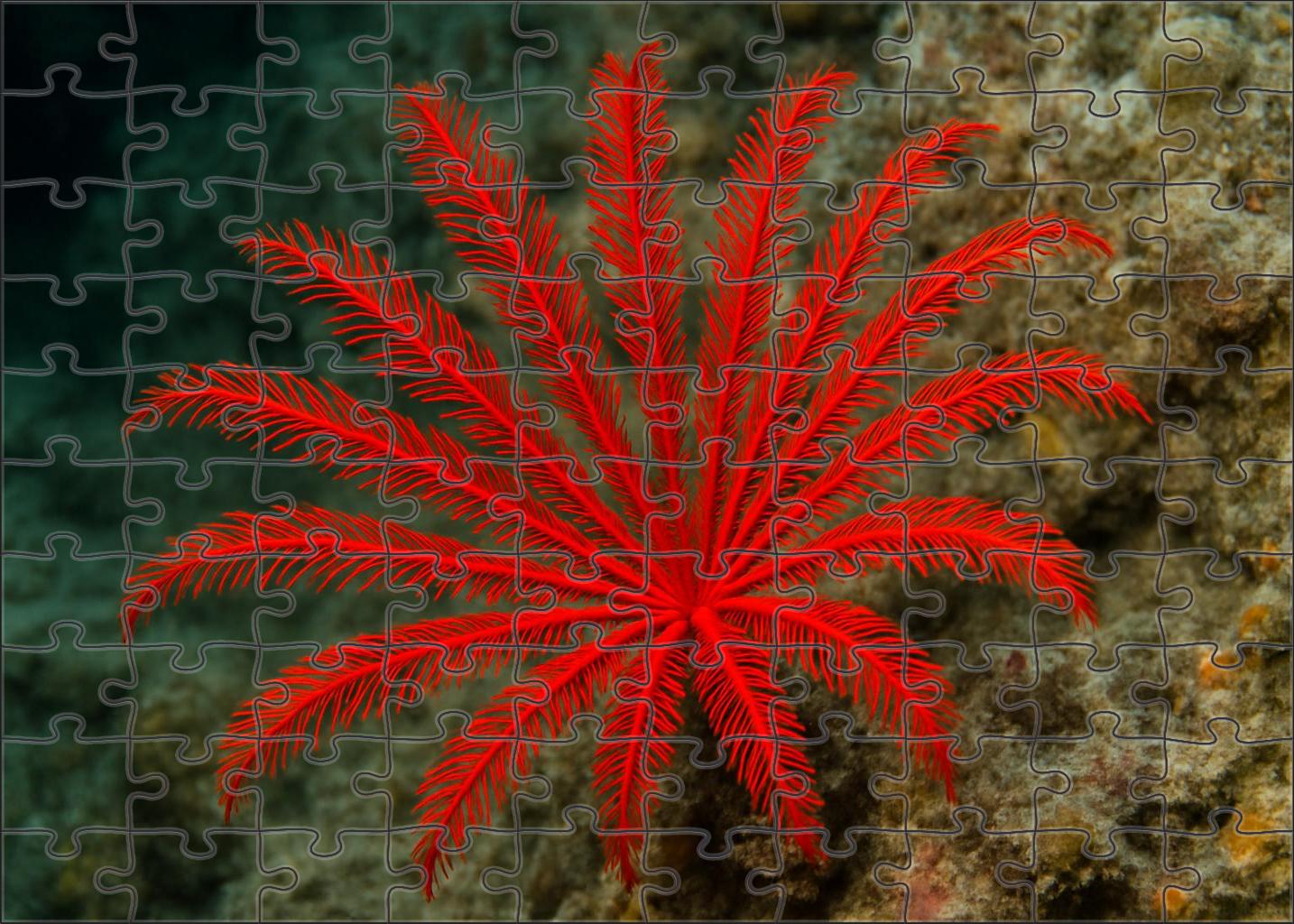 Crimson Feather Star Drifting Filter-feeder Challenging Puzzles