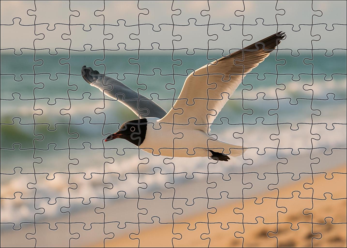 Black-headed Gull Coastal Vigilant Forager Challenging Puzzles
