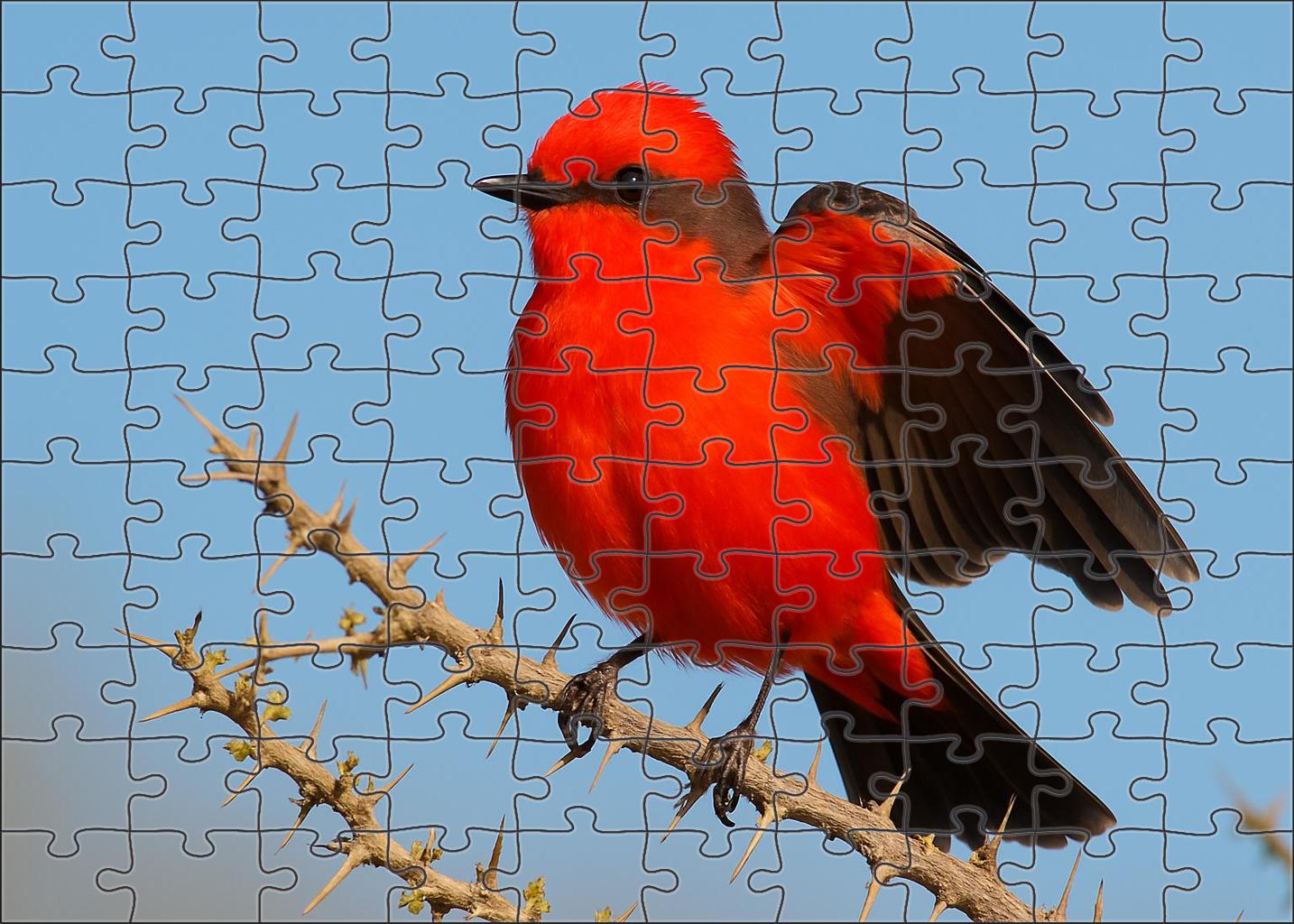 Crimson Grosbeak Bold Crimson Herald 50 Piece Puzzle