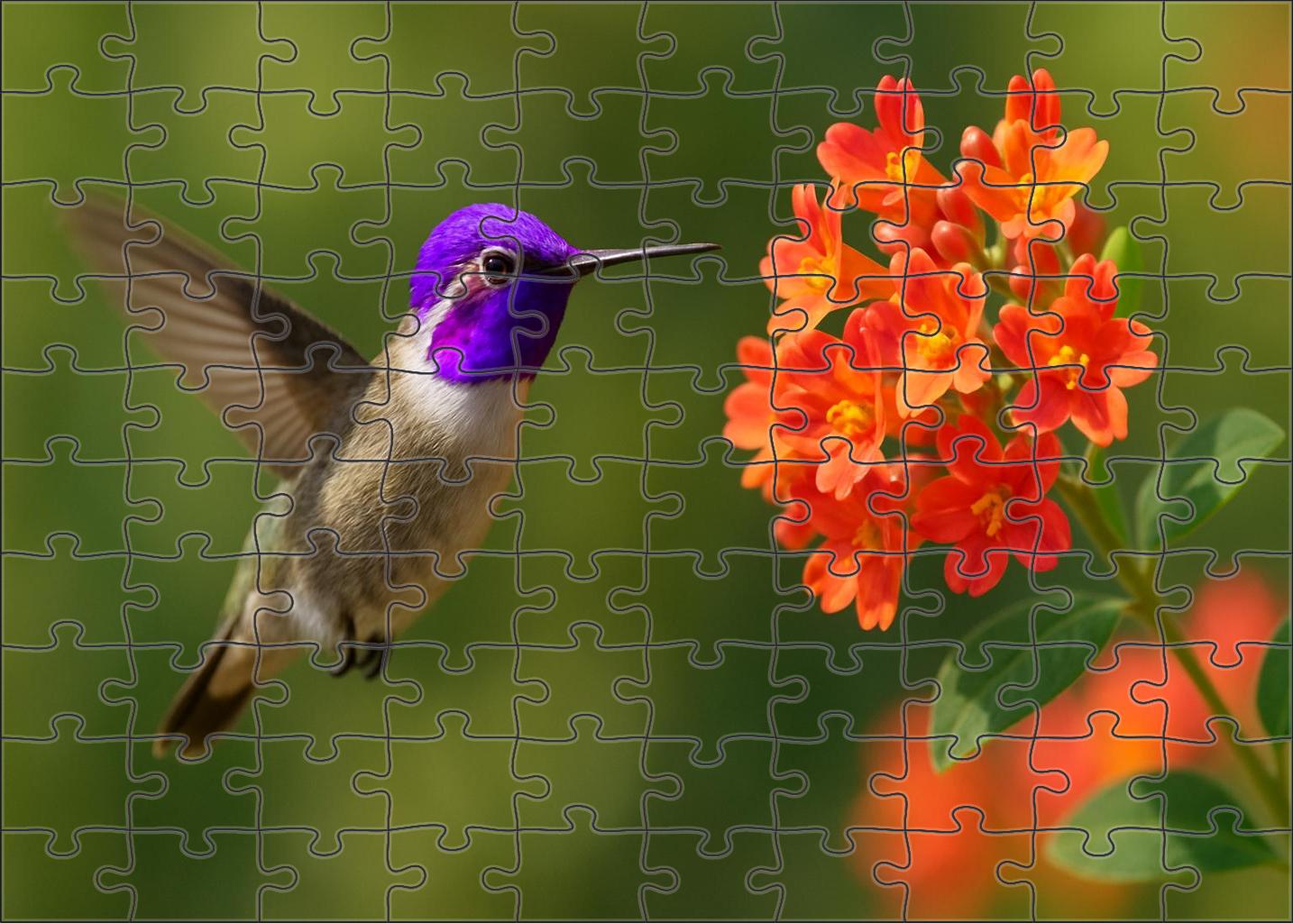 Violet-crowned Hummingbird A Hovering Gem Challenging Puzzles