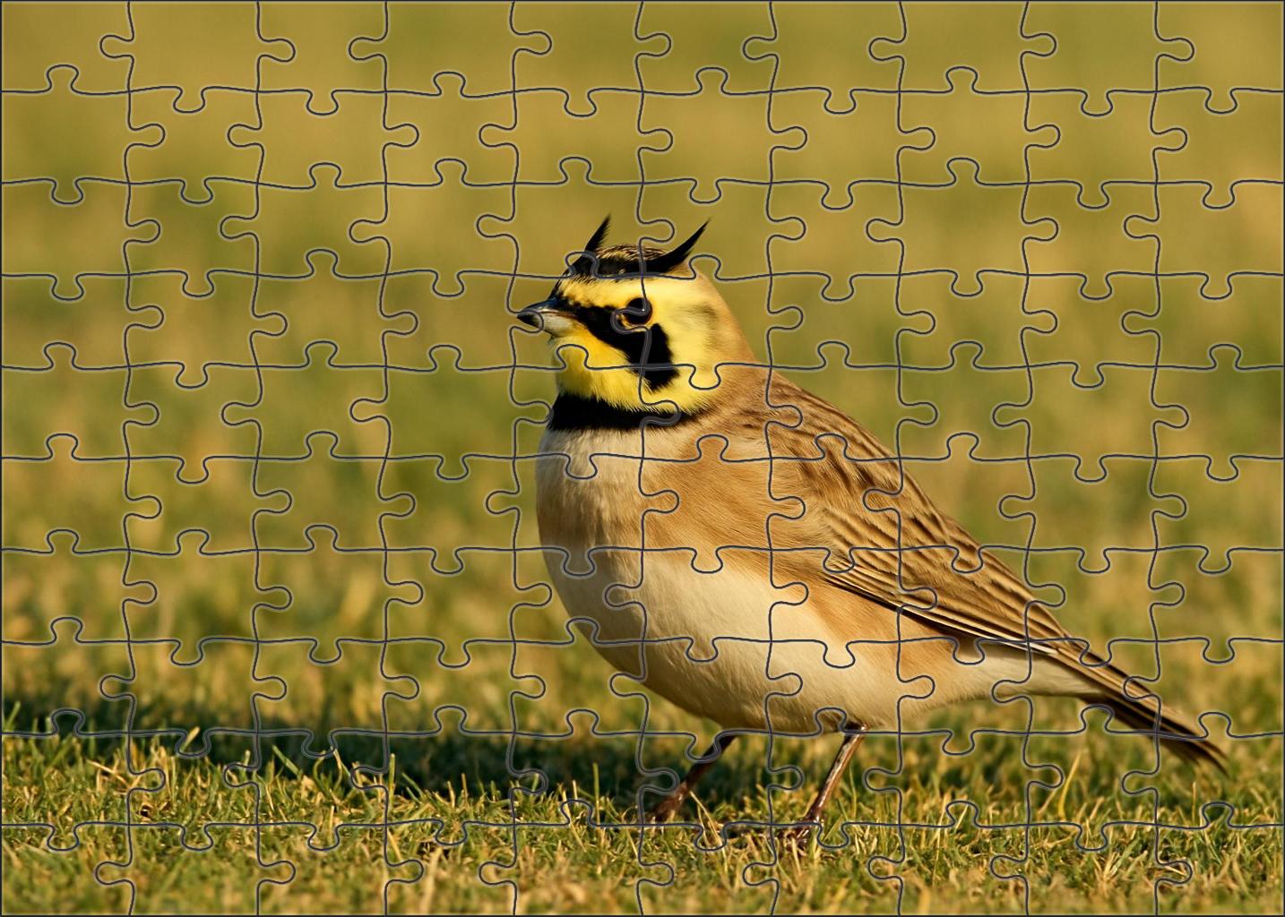 Horned Lark Windswept Grassland Sentinel Challenging Puzzles