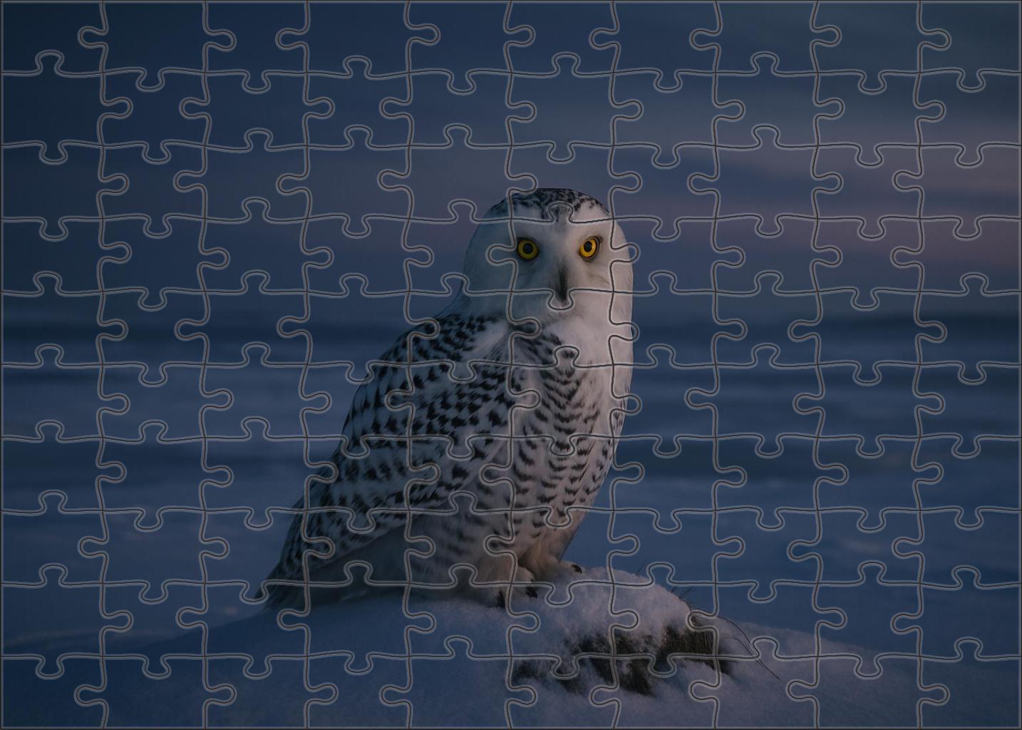 Snowy Owl Arctic Sentinel Of The Night Puzzle Challenge