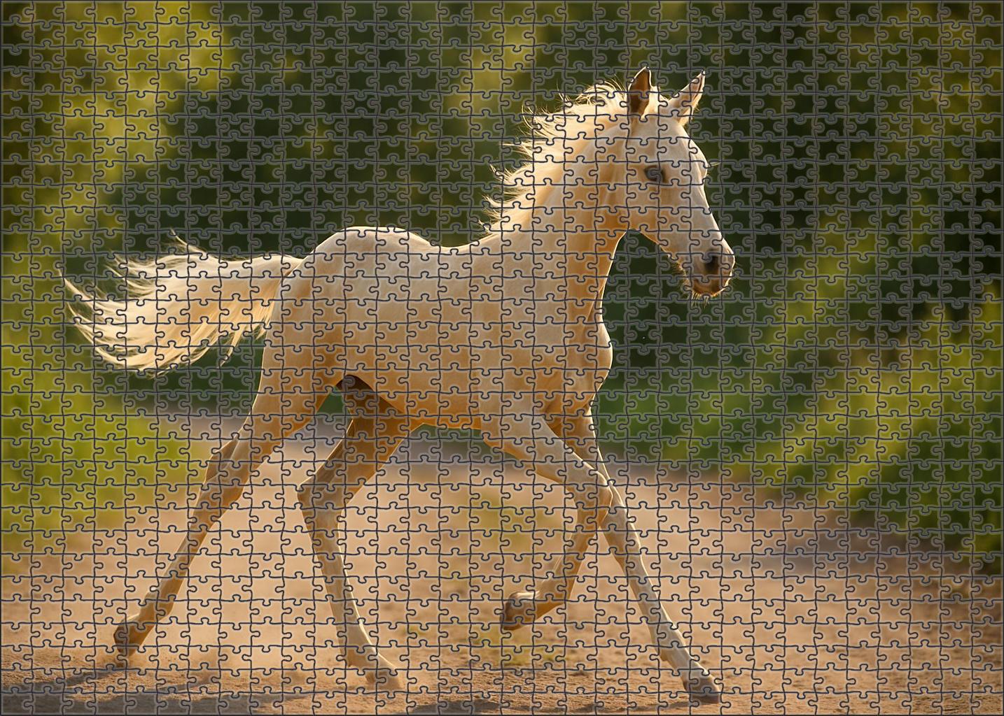 Ivory Star Runner Sleek Palomino Thoroughbred Colt 500 Piece Puzzle