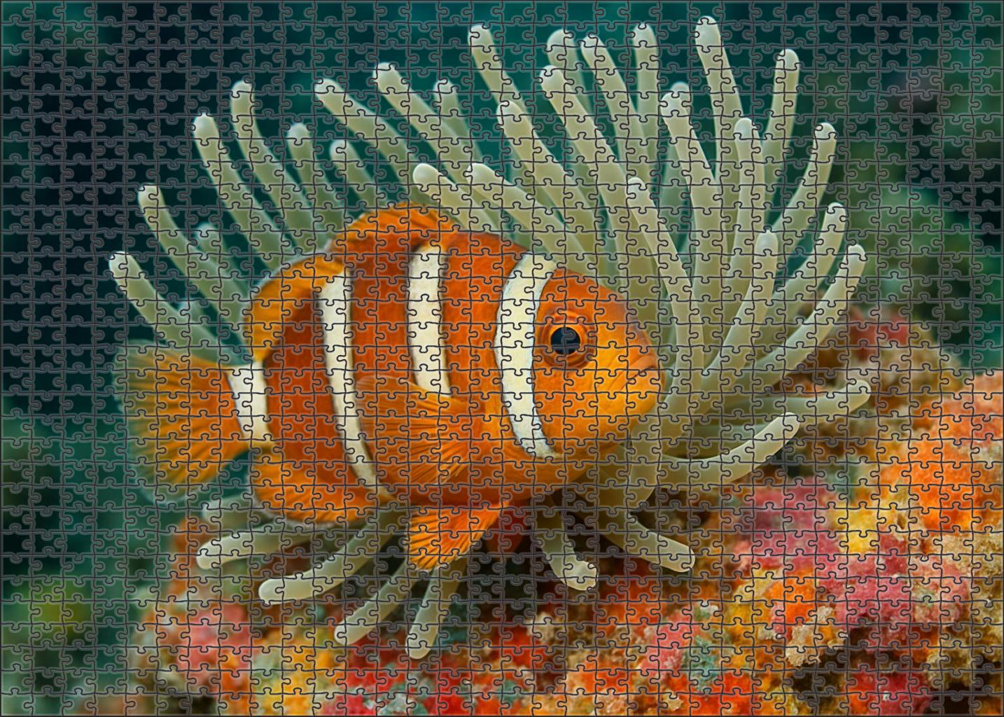 Amber Crest Anemonefish Bold Coral Guardian Easy Puzzles