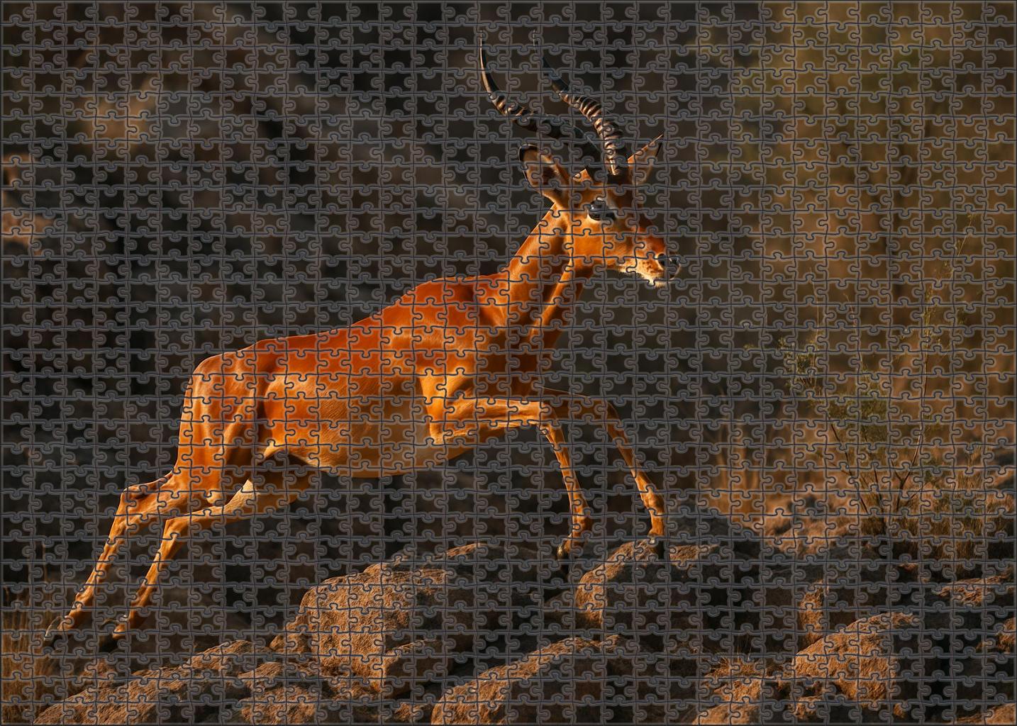 Copper Ridge Antelope Agile Herbivore With Copper-hued Coat And Elevated Leap Puzzle Collection