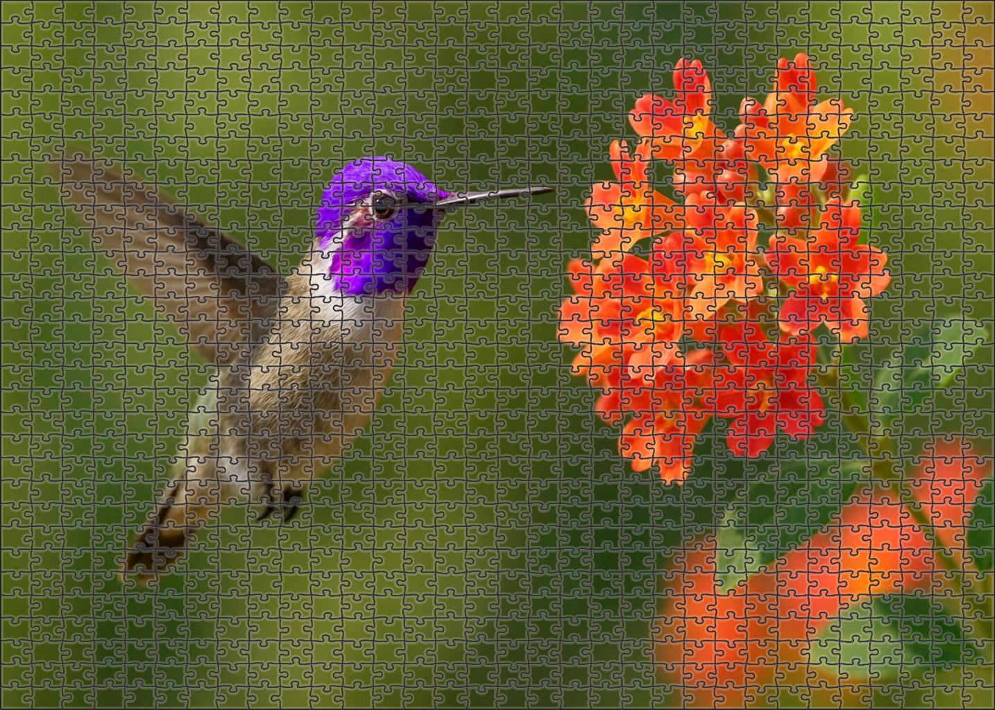 Violet-crowned Hummingbird A Hovering Gem Challenging Puzzles