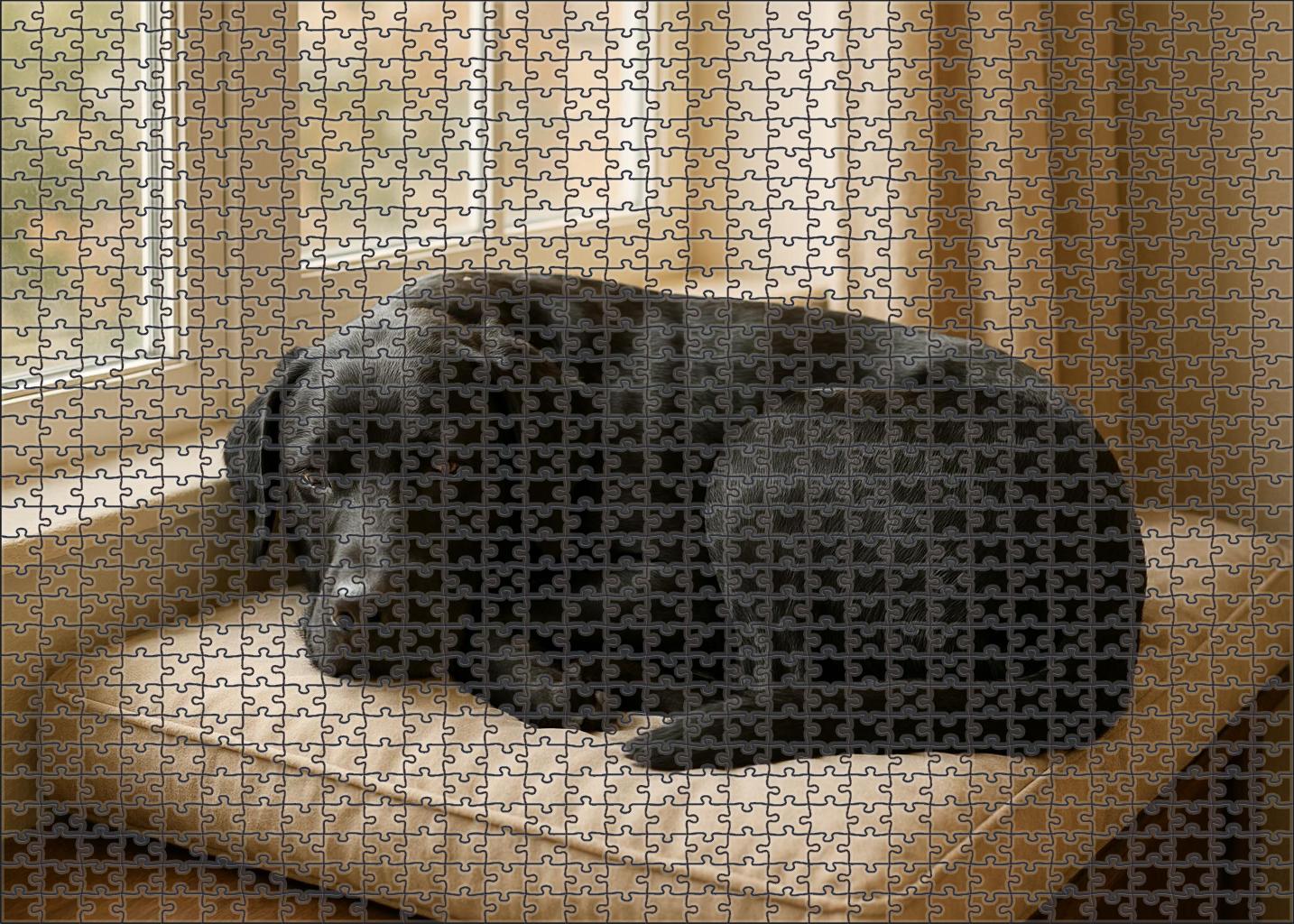 Shadow Pine Puzzle Fun