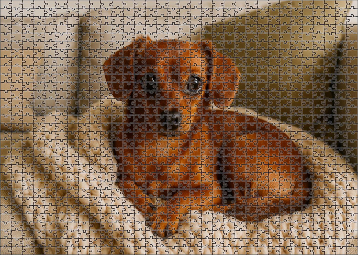Copper Veil Companion 500 Piece Puzzle