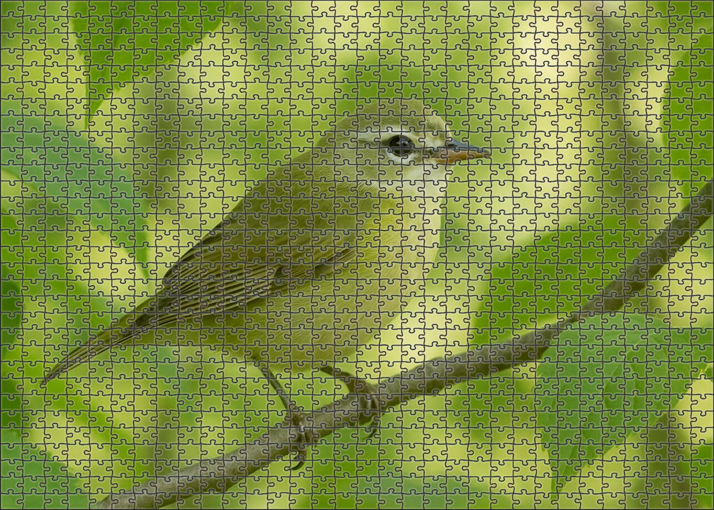 Silver-whiskered Vireo Forests Gentle Songster Challenging Puzzles