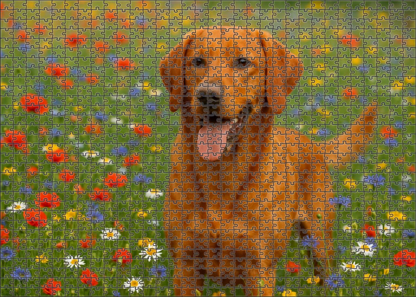 Golden Ember Hound 500 Piece Puzzle
