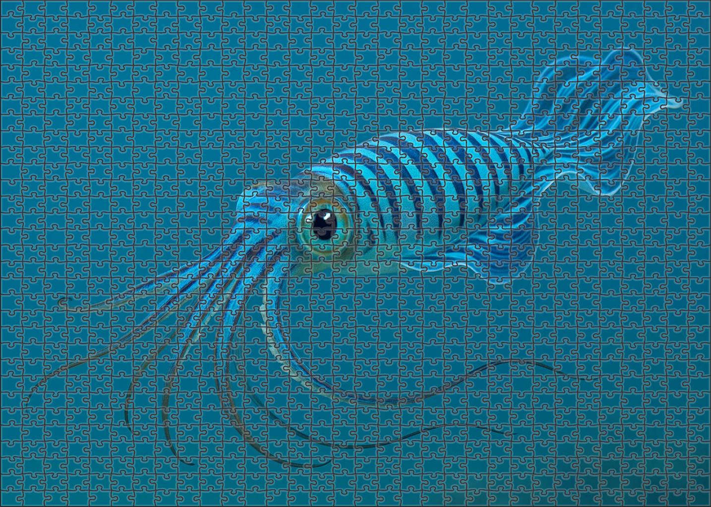 Cobalt Ribbon Squid Agile Midwater Cephalopod Family Puzzles
