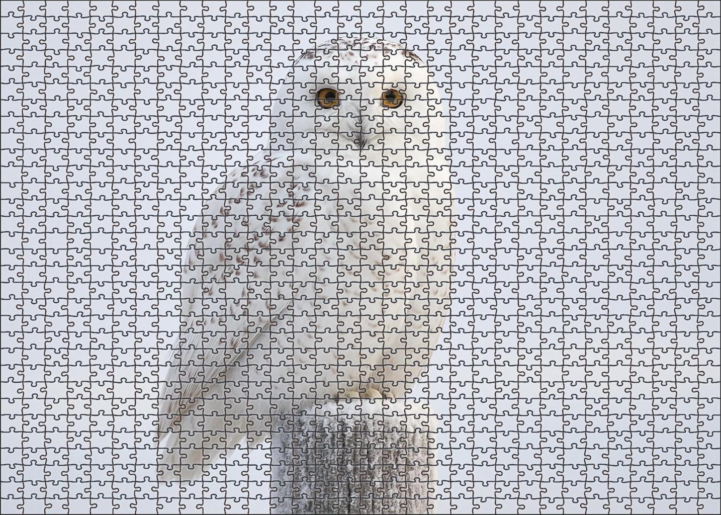 Snowy Owl The Arctic Sentinel Large Format Puzzle