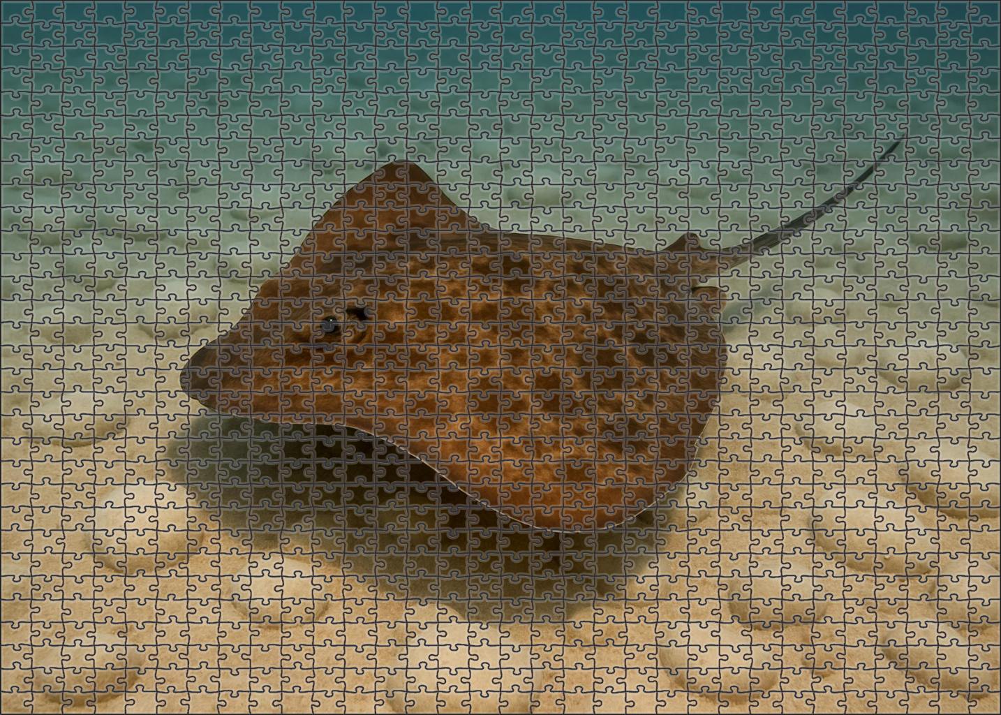 Dusky Reef Ray Flattened Cartilaginous Fish With Soft Brown Patterning Easy Puzzles