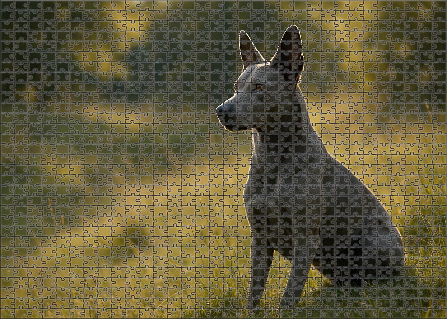 Dusky Meadow Puzzle Fun