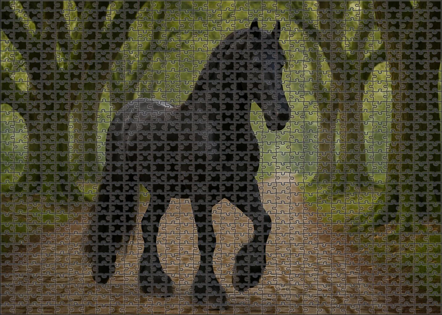 Ebony Monarch Friesian Stallion Challenging Puzzles