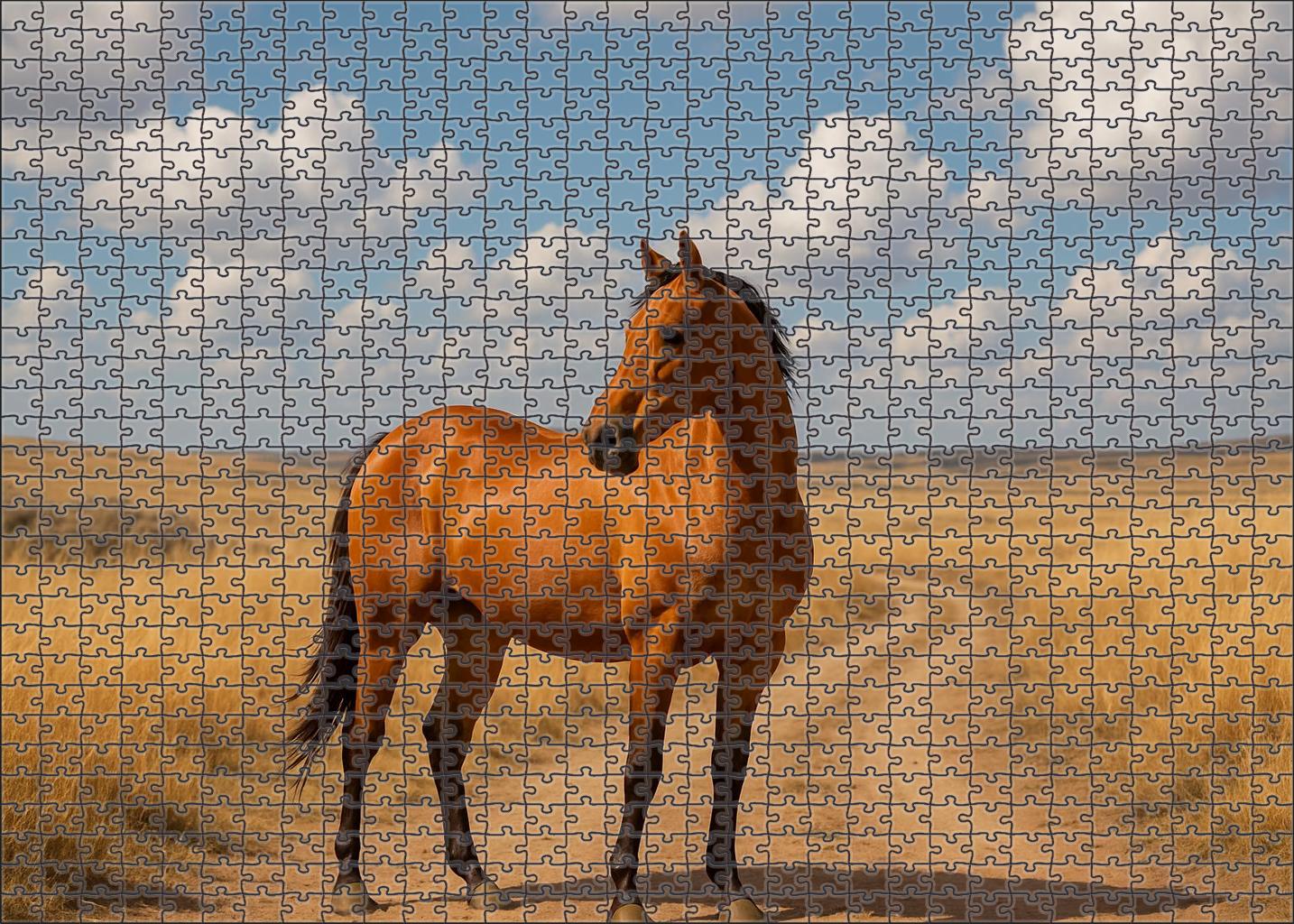 Golden Prairie Arabian Filly Challenging Puzzles