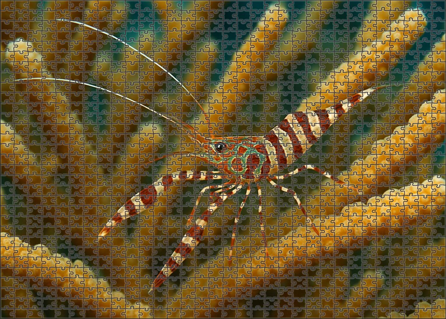 Dusky Coral Banded Shrimp 20 Piece Puzzle