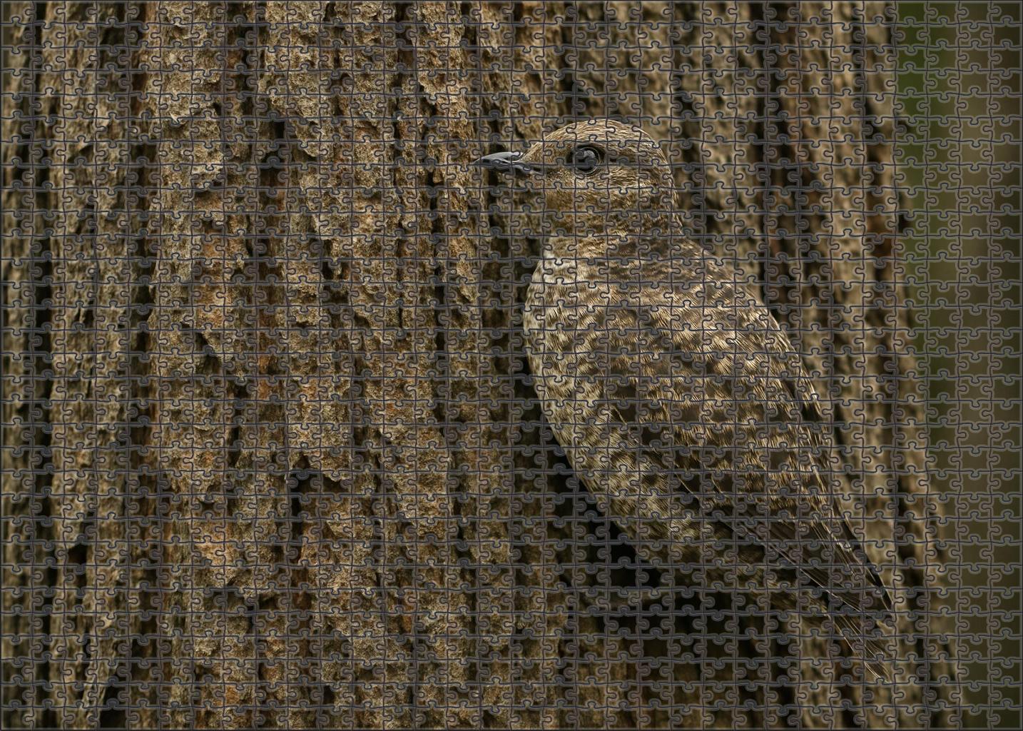 Marbled Murrelet Forest Sea Visitor Premium Puzzle Pieces