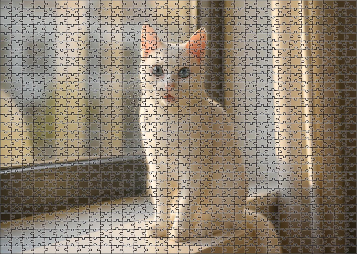 Ivory Moonbeam Sleek White Shorthair With Playful Intelligence Puzzle Fun